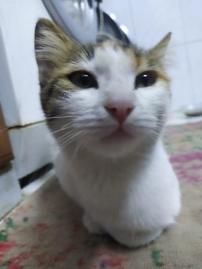 A domestic cat is depicted in a medium-shot portrait, centered within the frame and facing directly towards the camera. The animal exhibits a tricolor fur pattern, primarily white on its chest and lower face, with distinct brown, tan, and dark tabby markings on its forehead, ears, and cheeks. Its eyes are dark, with visible pupils, and its nose is pink. White whiskers extend from its muzzle. The cat is in a seated or loafing position, with its front paws tucked beneath its body, resting on a floor covering. This covering is a patterned rug or carpet, displaying muted colors including beige, green, and faded pink/red elements. The background consists of a light-colored wall or vertical surface to the left and rear, with out-of-focus metallic or reflective objects visible in the upper background, potentially suggesting an indoor household environment. The lighting appears artificial. The image captures the scene in a specific indoor location within Harasta, Syria.