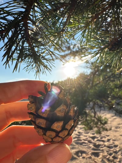 A close-up shot shows a person's hand holding a pinecone against a backdrop of sun-dappled pine needles and a sandy area. The sun is shining brightly through the branches, creating a lens flare effect. The sandy area suggests an outdoor environment, possibly a beach or forest floor. The image does not provide enough detail to determine the specific location within Shepelevo, Russia.