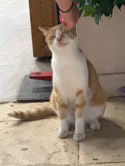 A ginger and white cat is sitting on a tiled floor. A person's hand is petting the cat on its head. The cat's eyes are closed, and it appears to be enjoying the petting. In the background, there is a wooden structure and some green leaves. To the left of the cat, there is a dark rectangular object with a red piece of plastic on top that has an arrow symbol on it. This scene is likely located outdoors, possibly in a public area within the city of Pallini Municipal Unit, Greece, given the tiled flooring and the presence of a red object with an arrow, which could be related to public amenities or signage.