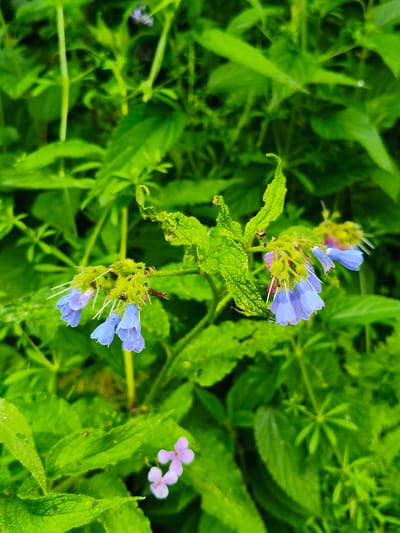 The image is a close-up, eye-level shot of blue bell-shaped flowers with white stamens, clustered on a green stem. The flowers are surrounded by lush green foliage, some of which is slightly wilted or damaged. In the bottom center of the frame, there are two small, pale pink flowers with four petals each. The background consists of various green leaves and stems, creating a dense, natural environment. The lighting suggests it is daytime, possibly overcast or in a shaded area, as there are no harsh shadows. The image does not contain any people, man-made objects, or explicit indications of the city of Gusyra, Russia.