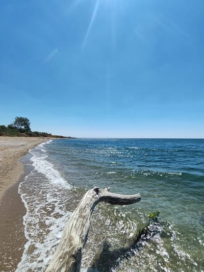 The image depicts a scenic view of a beach in Alexandroupolis, Greece, under a clear blue sky. The foreground features a weathered piece of driftwood resting partially in the shallow, clear water. The waves gently lap at the sandy and pebbly shoreline, creating white foam. In the mid-ground, a line of green vegetation and trees borders the beach, with a few people walking along the shore in the distance. The background is dominated by the expansive, calm sea stretching out to the horizon. The sunlight creates a shimmering effect on the water's surface.