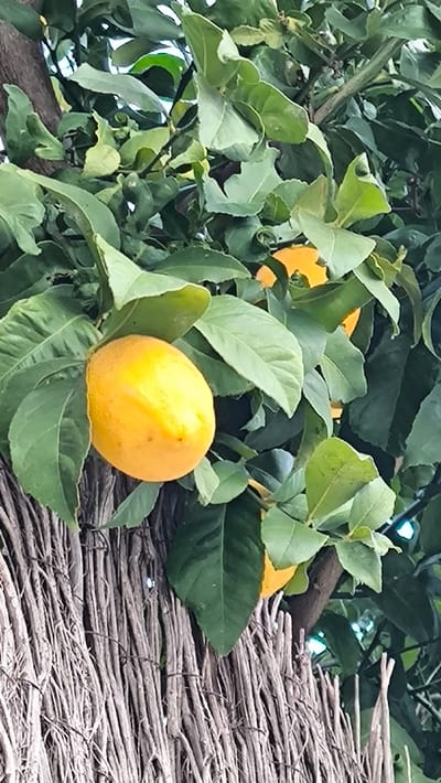 The image captures a vibrant, close-up view of a lemon tree laden with fruit, growing alongside a distinctive fence. The scene is dominated by lush green foliage and bright yellow lemons, suggesting an outdoor, daytime setting.

In the foreground, a large, ripe, yellow lemon is prominently displayed on the left side of the frame. It is spherical with a slight tapering at one end, characteristic of a lemon, and its skin appears smooth with subtle variations in color, indicating ripeness. This lemon is surrounded by numerous dark green leaves, some slightly curled or folded, belonging to the lemon tree. The leaves show varying shades of green, with some appearing brighter where light hits them directly.

Behind and to the right of the foreground lemon, another yellow lemon is partially visible, nestled deeper within the dense foliage. Only a segment of this second lemon is clearly seen through the leaves. The tree's branches, brown and gnarled, are interspersed among the leaves, providing structure to the canopy.

The lower portion of the image is occupied by a unique fence or barrier made of tightly packed, slender, dried branches or twigs. These individual wooden elements run vertically or diagonally, creating a dense, textured surface with a rustic, natural appearance. Their color ranges from light brown to grey, and their interwoven nature suggests a sturdy construction. Parts of the lemon tree's leaves and branches are seen extending over or growing adjacent to this fence. Small glints of light can be seen piercing through gaps in the fence and foliage, indicating bright ambient light.

The overall impression is one of natural abundance and growth, with the ripe lemons standing out against the backdrop of green leaves and the earthy tones of the fence. No specific activity is taking place; the image is a still life capturing a moment in nature.