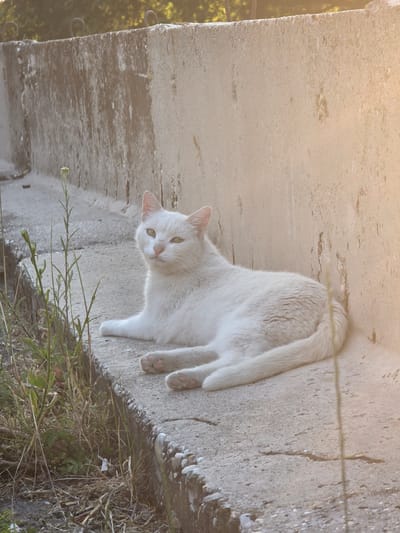 A white cat is lying on a concrete surface. The cat has light green eyes and a pink nose. It is looking towards the camera with a curious expression. The concrete surface appears to be worn and weathered, with patches of moss or lichen growing on it. Some dry grass and weeds are growing at the edge of the concrete. In the background, there are blurred green trees, suggesting an outdoor setting. The sunlight is warm and diffused, indicating it is likely late afternoon or early morning. The image is oriented vertically.