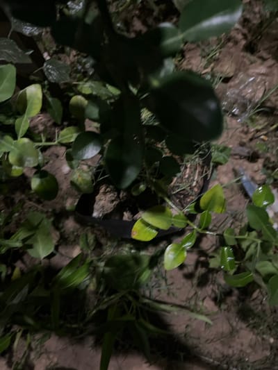 The image shows a close-up view of a kaffir lime plant in Benuaraja, Indonesia. The plant is in a black pot and is surrounded by dirt and some dry grass. Several of the plant's characteristic bilobed leaves are visible, some with a glossy sheen, suggesting they may have been recently watered or are naturally so. The lighting is dim, indicating it is likely nighttime or a very shaded area. The scene is set outdoors, with the natural ground visible as the base. There are no people or animals in the frame, and no text is visible. The focus is entirely on the vegetation, capturing the texture and shape of the kaffir lime leaves. The overall mood is calm and natural, highlighting the plant in its environment.