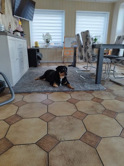 A dog is lying on a gray rug in a room. The dog is black with brown and white markings on its chest and paws. It is lying down with its front paws extended forward and its hind legs tucked underneath it. The dog is looking to its left. The rug is on a tiled floor. The tiles are octagonal and square, with a light brown and beige pattern. In the background, there is a white cabinet with drawers, a vacuum cleaner hose, a dining table with chairs, and a window with blinds. The room appears to be a dining area or living room. The location is Schiffdorf, Germany.