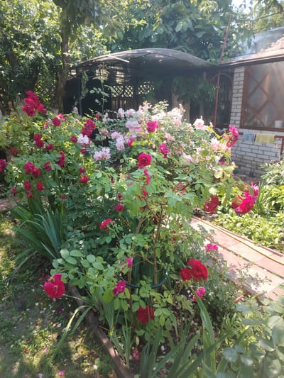 The image depicts a sun-dappled garden scene featuring a profusion of blooming roses in various shades of red and pink. The rose bushes are lush and abundant, with dense green foliage. Interspersed among the roses are other green plants, some with sword-like leaves. A light-colored brick building with a window is visible in the background, to the right of the frame. Adjacent to the building is a dark-colored structure, possibly a gazebo or a covered seating area, with a translucent roof. A paved pathway, made of reddish-brown bricks, runs through the garden. The ground is covered with fallen rose petals, leaves, and some sparse green ground cover. Overhead, the dappled sunlight filters through the leaves of trees, creating a textured illumination. The overall impression is one of a well-established and vibrant backyard garden.