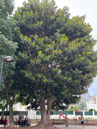 In the city of Benirredrà, Spain, a large, mature Ficus tree dominates the center of the frame. Its dense canopy of dark green leaves, some tinged with yellow, shades a paved area. To the left, a modern street lamp with a dark grey, dome-shaped fixture stands beside another large tree with lighter green, feathery foliage. In the background, a wooden fence encloses a public space with a playground featuring a red slide and a small red toy animal. Beyond the fence, residential buildings with white facades and balconies are visible, and in the far distance, the rugged slopes of a mountain rise against a cloudy sky. Several people are present: a group of individuals are seated on wooden benches beneath the Ficus tree, while others stand and converse near the fence. A woman in a floral dress stands facing away from the camera, and another woman in a black and white striped top and shorts looks towards the playground. The ground is covered in fallen leaves and dirt, indicating the natural setting of the park.