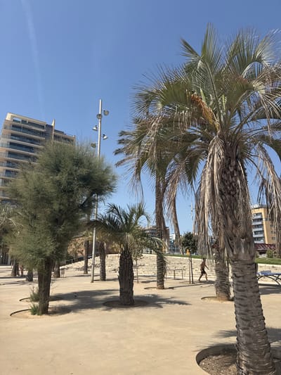 The image captures a sunny day in a modern urban park, likely located in Badalona, Spain, judging by the architectural style of the buildings and the presence of palm trees. The foreground features a man walking barefoot in athletic shorts across a paved plaza. He is observed from behind and slightly to the right, with his right arm extended. Scattered palm trees with dry, shaggy fronds and one well-maintained green tree are interspersed throughout the scene. A building with a facade of glass balconies and a light-colored exterior stands tall on the left, while another, similar building is visible in the background on the right. A set of wide concrete stairs ascends in the mid-ground. Streetlights with multiple lamps are visible. A pigeon is present on the ground between the trees in the mid-ground. The sky is a clear, bright blue with a faint contrail visible.