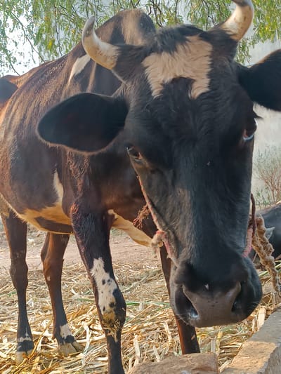 The image depicts a close-up view of a brown and black cow with white markings on its head and legs. The cow has horns and is wearing a rope halter. It stands amidst scattered hay or straw in an outdoor setting. The location is Kammavaripalli, India.