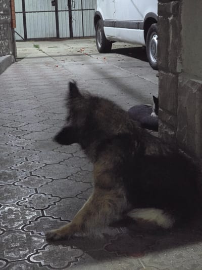 The image depicts an outdoor scene, likely a courtyard or alleyway, with distinctive patterned paving stones on the ground. In the foreground, a large, dark-furred dog is lying down, its head turned to the left, with its ears perked. The dog appears to be a German Shepherd or a similar breed, judging by its coloring and fur. Behind the dog and to the right, partially obscured by a wall, a black and white cat is curled up, resting. In the background, a white van is parked, its wheels visible. A metal gate or fence can be seen behind the van, suggesting the area might be a garage or a secure compound. The overall lighting suggests it is either dusk or dawn, or a dimly lit area. The presence of fallen red petals on the ground indicates that there might be flowering plants nearby. The architectural elements, such as the stone wall and the metal gate, point to a residential or commercial area. The image does not contain any explicit visual cues to pinpoint its exact location within Yevpatoriya, Ukraine, beyond being an outdoor urban or suburban setting.