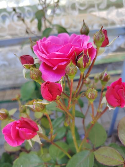 The media file shows a close-up of a vibrant pink rose bush with several buds and a few open blooms. The rose bush is in focus, with the background blurred, suggesting a shallow depth of field. The setting appears to be outdoors, possibly a garden or backyard, given the presence of green leaves and stems. The lighting suggests it is daytime, with soft, diffused light, possibly indicating overcast weather or shade.
The main subjects are the pink roses and their buds, which are the clear focal point. There are no people visible in the image. The activity is the natural growth and blooming of the roses. The notable details include the rich pink color of the petals, the green sepals of the buds, and the thorny stems of the rose bush. The background shows a blurred fence or trellis structure with a light-colored, possibly patterned, covering. There is also a hint of a greyish, possibly stone or concrete surface beneath the foliage.
The location context provided is "Акцябрскі сельскі Савет, Belarus". This suggests the scene is in a rural area within Belarus. While there is no visible text in the image itself, the location context provides a geographical anchor. The overall mood evoked by the image is one of natural beauty and tranquility, highlighting the delicate and colorful nature of the roses.