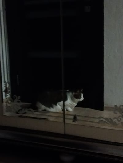 A cat with white and brown fur is sitting on a shelf in front of a dark, likely closed, window or doorway. The shelf has decorative carvings. The location is Krykhivtsi, Ukraine. There are no people visible. The cat is the primary subject.