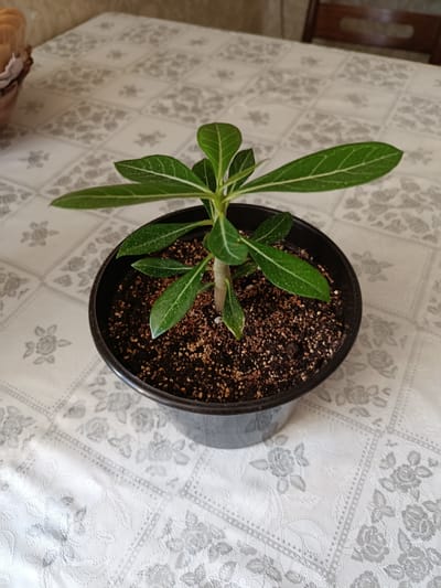A potted plant with green leaves is centered on a patterned tablecloth. The plant is in a black plastic pot filled with dark soil and small pebbles. The leaves are elongated with white veins. The tablecloth has a repeating floral pattern in a lighter shade. In the background, a wooden chair is visible. The scene appears to be indoors, on a table. The location is identified as Kentau, Kazakhstan.