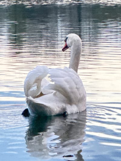A white swan is swimming in a body of water, likely a lake or pond, in Illkirch-Graffenstaden, France. The swan is positioned toward the left side of the frame, with its head and neck curved downward, suggesting it is either preening or searching for food in the water. The swan's white feathers are visible in detail, and a dark patch is visible on its face. The water's surface reflects a silvery light and what appears to be a distorted view of foliage, trees, or buildings on the opposite shore. The reflections create vertical lines of varying intensity. The water is mostly pale blue in the foreground.