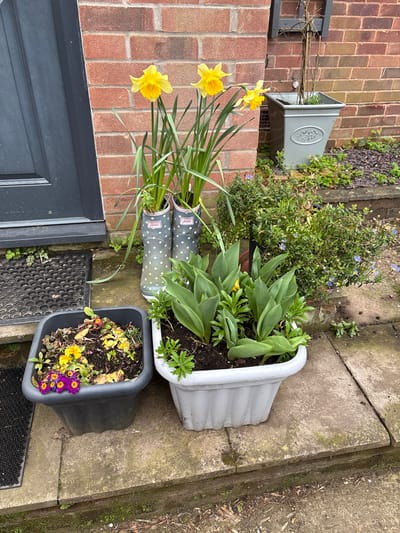 The image depicts a doorstep in Longden, United Kingdom, adorned with several potted plants. A pair of polka-dot wellington boots stand upright, serving as a unique vase for vibrant yellow daffodils. Adjacent to the boots is a larger white pot containing green foliage, possibly tulips. A smaller black pot holds a mix of yellow and purple pansies, some of which appear to be wilting. The doorstep is made of concrete slabs, and a black doormat lies near the doorway. The door itself is dark grey and slightly ajar. A brick wall forms the backdrop, with an additional grey pot attached to it. A variety of other plants and greenery are visible in the background, suggesting a well-tended garden. The overall scene conveys a spring-like, yet slightly unkempt, aesthetic.