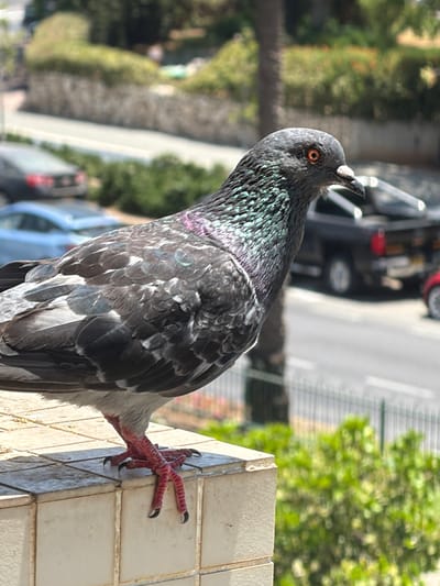 A medium shot captures a pigeon perched on a light-colored tiled surface, its body facing left and its head turned to look towards the right. The pigeon's feathers display iridescent green and purple hues on its neck and head, with darker gray and white patterns on its body and wings. Its orange eyes are sharp and focused. The pigeon's pink, scaly legs and claws are clearly visible.
The background is blurred, suggesting a shallow depth of field. It depicts a street scene with cars and lush green vegetation under a bright sky. The presence of a street, cars, and what appears to be a balcony or ledge suggests an urban environment. Given the context provided about the city of Ashdod, Israel, the scene is likely a common urban setting in the city, such as a residential area or a public space with pedestrian access and nearby roadways. The sunlight indicates it is daytime.