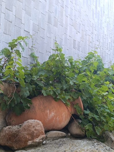 In Buzovna, Azerbaijan, this image captures a close-up view of a large, reddish-brown clay amphora partially buried in the ground. Green vines with broad leaves are spilling over the amphora and extending towards the right side of the frame. The amphora rests on rough, light-colored stones, with another large, textured brown stone in the foreground to the left. Behind the amphora and vines, a light gray, textured wall is visible, composed of rectangular tiles arranged vertically. The overall scene suggests an outdoor setting, possibly a garden or courtyard, with a focus on natural elements and weathered pottery against a modern architectural backdrop.