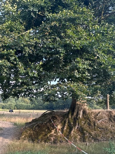 The image shows a large tree with exposed, moss-covered roots in Saint-Vaast-du-Val, France. The tree is situated on a raised embankment of earth and rock, with its roots sprawling across the surface. A red and white barrier tape runs along the embankment. To the left of the tree, a sign with an arrow points to the left and displays the word "SORTIE" (Exit). The background features a grassy field with a treeline in the distance. The lighting suggests it is daytime, likely late afternoon.