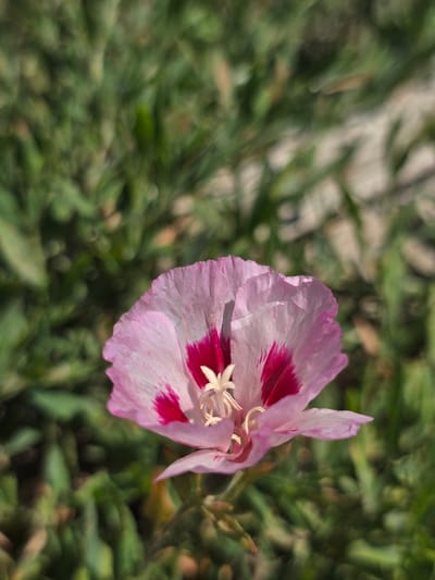 A close-up, eye-level shot focuses on a single, delicate pink and white flower with deep pink markings. The flower's petals are crinkled and translucent, revealing subtle veins. At the center of the flower, a cluster of white stamens and pistils is visible. The background is a soft blur of green grass, suggesting an outdoor setting. There are no people or animals present, and no specific objects or actions are depicted beyond the flower itself. The image does not contain any information that would allow for identification of its location in Serebriansk, Kazakhstan, or any other city.