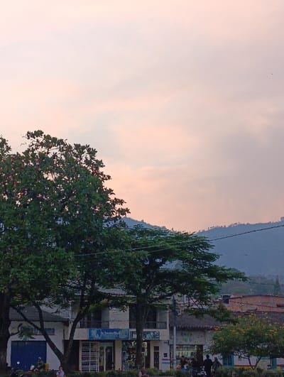 This image depicts a street scene in the city of Timaná, Colombia, at either dawn or dusk, indicated by the pale pink and grey hues of the sky. The foreground is dominated by large, dense green trees, obscuring the view of the street level in some areas.

Behind the trees, a row of two-story commercial buildings is visible. The leftmost visible building features a blue roll-down security gate and an upper floor with windows; a partially visible sign below reads "Optica." Adjacent to it is a white building with large glass storefronts, displaying a sign that reads "Sonrisa Divina," likely a dental clinic, and another sign "Banca." This building also has an open balcony on its second floor. Further to the right, additional commercial storefronts are present, with various products or services visible through glass panels.

Several individuals are present on the street or sidewalk. On the left, near the blue gate, one person in camouflage attire sits on a low wall or step, with another person sitting nearby. In the central-right area, a group of people are gathered near the shops, and at least two motorcycles are parked.

Overhead, utility lines traverse the scene horizontally. In the background, a substantial mountain range covered in green foliage stretches across the horizon, appearing somewhat hazy. Scattered residential structures are visible against the lower slopes of the mountains.