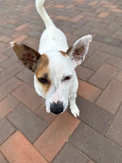 A Jack Russell Terrier dog with white and brown fur is standing on a brick pathway. The dog is looking up at the camera. The background consists of more brick pathway. The image is taken from a high angle. The location of this image is Lysva, Russia.