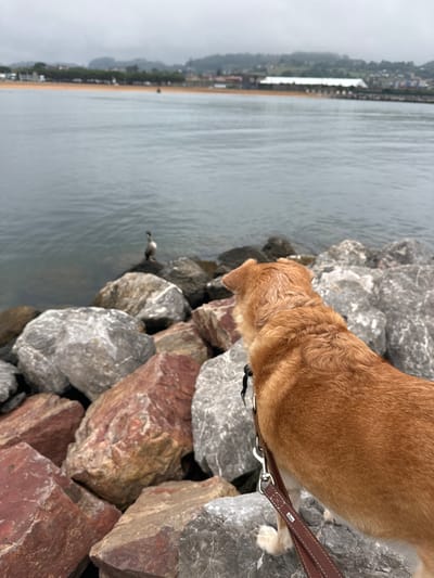 An adult tan Shiba Inu dog stands on a rocky shoreline, looking out at the sea. The dog is wearing a brown leash. In the distance, a bird stands on a rock in the water. The shoreline is made up of large gray and reddish-brown rocks. Beyond the water, a beach with people and buildings can be seen, with a hilly landscape in the background. The sky is overcast. The location is the San Lorenzo beach in Gijón/Xixón, Spain.