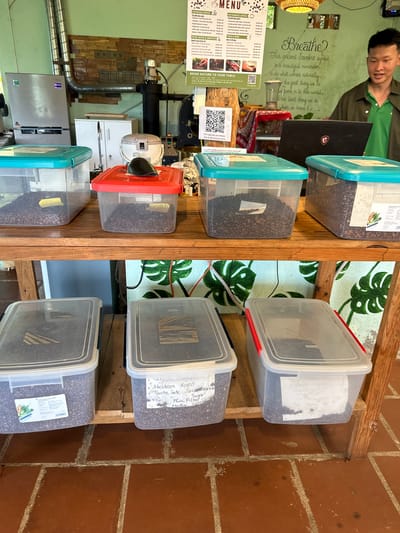 This media file depicts a busy coffee shop interior. A young man, likely an employee, is visible in the upper left, wearing a green shirt and looking towards a laptop. The scene is dominated by shelves holding various containers of coffee beans, suggesting a focus on coffee preparation and retail. The shelves are made of natural wood, and the background features a wall with a green tropical leaf pattern and a brick section.

The primary objects are several clear plastic containers of coffee beans, some with blue or red lids, and some open. Labels are attached to some of the containers, with visible text indicating types of roasts and tasting notes such as "Medium Roast," "Soupebrawn," "Sugar," and "Phin Filter." A menu board is also visible, listing various coffee drinks and prices in Vietnamese Dong. A QR code is prominently displayed, likely for ordering or information. In the background, there's a glimpse of coffee-making equipment, including a large machine with pipes and a silver refrigerator, indicating that the coffee is roasted and prepared on-site.

The overall impression is one of a well-established coffee shop with a commitment to quality and transparency in their coffee offerings. The presence of the young man, the busy display of beans, and the menu suggest an active business environment. The lighting appears to be interior, so time of day and weather are not explicitly discernible. The location context of Thôn 3, Vietnam, aligns with the Vietnamese menu items and the general ambiance of a local coffee establishment.