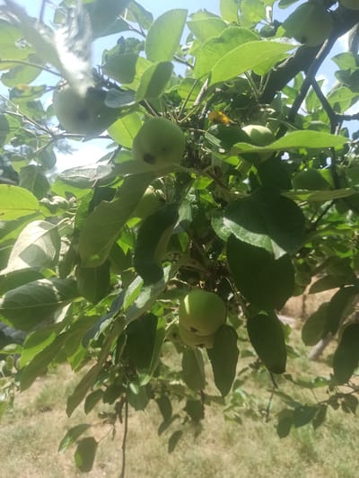 The image shows a close-up view of an apple tree with several unripe green apples hanging from its branches. The apples are small and round, and they are surrounded by lush green leaves. The branches of the tree are brown and gnarled, and they are partially obscured by the leaves and apples. The background of the image is blurred and consists of green grass and a blue sky. The lighting suggests it is daytime, possibly mid-morning or afternoon, given the bright sunlight casting shadows. The overall scene depicts a natural setting, likely a garden or orchard, in a rural environment. There is no visible text in the image. The location context is Moldoveanca, Moldova.