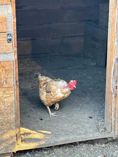 An adult chicken with light brown and white feathers stands just inside the entrance of a wooden coop. The chicken has a visible red wattle and comb, and its neck feathers are sparse. The coop interior appears to be dirt floor with some scattered straw. The coop is constructed from rough wooden planks and has a wire mesh on the exterior of the left side panel. The scene is illuminated by sunlight casting distinct shadows. There is no indication of the location being in Luka, Ukraine.
