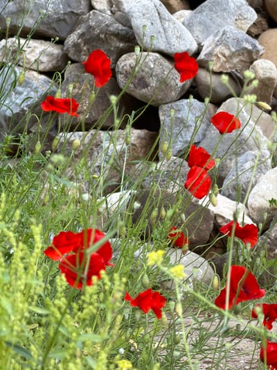 The image captures a vibrant natural scene featuring numerous red poppies and dense green foliage growing among an arrangement of gray and brown rocks. The poppies are in various stages of bloom, with some fully open showcasing their delicate red petals, and others appearing as green buds on slender stems. The green stems and leaves create a rich, textured foreground and midground, with some smaller clusters of yellow flowers or buds interspersed within.
The rocks, visible on the left and interspersed throughout, are irregularly shaped and textured, ranging in color from light gray to earthy brown, suggesting a natural rock wall or ground cover. The lighting indicates a bright, clear daytime setting. The composition provides a close-up view of the flora, emphasizing the contrast between the vivid red flowers, lush green plants, and the muted, solid rocks. There are no people or specific activities depicted, focusing purely on the natural landscape. The scene evokes a sense of wild, untouched beauty, consistent with the flora found in regions like Kumluca, Turkey. No text is visible in the image.