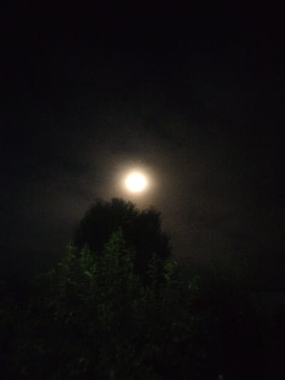 A full moon shines brightly in a dark, cloudy sky. The moon is slightly hazy, its light diffused by the clouds. Below the moon, silhouetted against the celestial glow, is the dark mass of a large tree with dense foliage. In the foreground, the tops of other green plants are visible, also in silhouette. The overall impression is of a serene, natural scene at night. This scene is located in the city of Aravan, Kyrgyzstan.