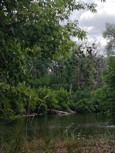 The image depicts a serene natural scene featuring a calm body of water, likely a river or lake, bordered by dense vegetation. The foreground is dominated by lush green foliage and tall grasses, with some dry stalks visible. In the midground, the water surface is calm, reflecting the surrounding trees and the overcast sky. A fallen log lies partially submerged near the bank on the left side of the water. The background is filled with a dense forest of various trees, some with visible mistletoe growths on their branches. The sky is cloudy, suggesting a temperate climate. The scene appears to be a natural environment, possibly a park or a rural area. No people or specific structures are visible in the image, making it difficult to pinpoint an exact location within the city of Hadiach, Ukraine.