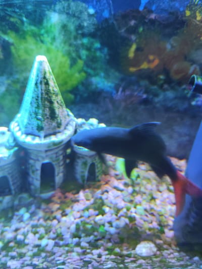 The image shows an aquarium with a small castle decoration and a black fish with a red tail. The fish is swimming in front of the castle. The substrate is made of small stones. The background is blurred but appears to be green and blue. This scene is not located in Makiivka, Ukraine.