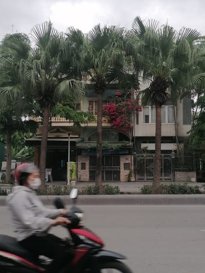 A street scene in Ha Tu Ward, Vietnam shows a blurred figure on a red and black motorbike traveling on a grey asphalt road. The rider wears a grey and white striped shirt, red helmet, and a white face mask. Behind the road and a small hedge-lined median, four palm trees stand in front of a two-story residential building. The building features a beige façade with a darker green section, an arched entryway, and a dark metal gate with the number "343" visible. Red bougainvillea grows on the building's front. The sky is overcast and grey. Other trees and a utility pole are visible on either side of the building.