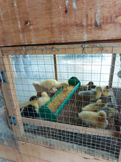 A group of young ducklings are housed in a wire-mesh cage constructed of wood. The ducklings, varying in color from bright yellow to a mix of black and yellow, are clustered together on a surface of what appears to be wood shavings or straw. Some are pecking at feed from a green trough. A white water dispenser is attached to the side of the cage. The wooden structure of the cage is visible, with some signs of wear and tear. The background outside the cage is blurred but suggests an outdoor or semi-outdoor setting. The overall scene depicts a rural or farm environment. There is no visible text in the image.