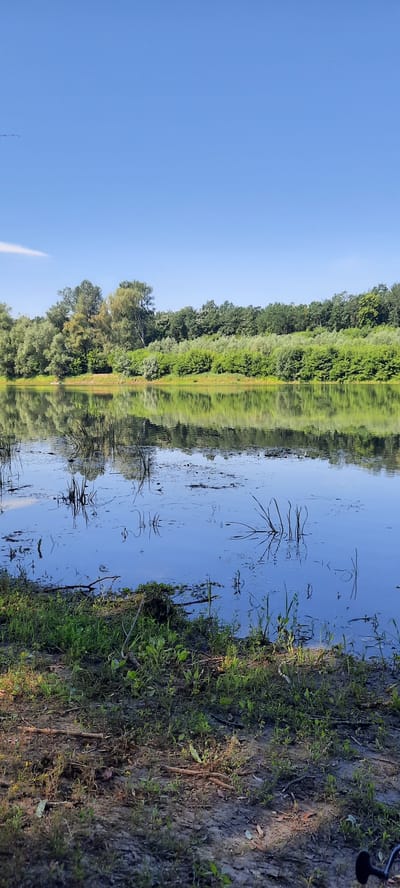 The image depicts a serene natural scene in Dubăsarii Vechi, Moldova. A calm body of water, likely a river or lake, dominates the foreground and mid-ground, reflecting the clear blue sky and the lush green vegetation along the opposite bank. Tall trees with dense foliage form a tree line along the far side of the water, creating a verdant backdrop. The water's surface is disturbed by reflections and some aquatic plants, with reeds or tall grass emerging from the water in several spots. The shoreline in the immediate foreground is covered with green grass and some fallen branches, indicating a natural, undeveloped area. The overall impression is one of tranquility and natural beauty on a bright, sunny day.