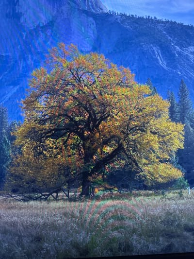 A large, deciduous tree with vibrant yellow and orange fall foliage dominates the center of the image. Its branches are exposed and gnarled. Behind the tree, a sheer, blue-toned cliff face rises dramatically, with a scattering of dark green coniferous trees along its lower slopes. The foreground consists of a meadow filled with dry, tall grass and some lighter-colored wildflowers. The overall scene suggests a natural landscape, likely in a mountainous or valley region, during autumn. There is no indication of the city of Edmonton, Canada in this image.