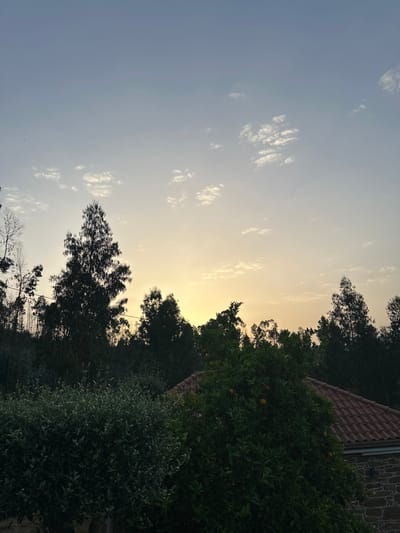 The image shows a view in Celorico de Basto, Portugal. The sky is visible with a gradient of colors, transitioning from a light blue with scattered white clouds in the upper left to a yellowish hue closer to the horizon. The silhouette of trees and vegetation occupies the lower half of the frame, with a variety of shapes and sizes. A building with a terracotta tile roof and stone siding is partially visible behind some trees on the right side of the image. Some of the trees appear to be citrus trees with some ripe fruit visible on their branches. Electrical lines can be seen between the trees.