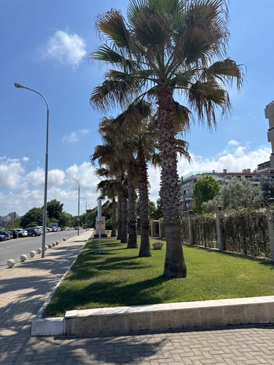 This is a vertical, eye-level shot of a street lined with palm trees in Primorsko, Bulgaria. The scene appears to be a residential or resort area, with apartment buildings visible in the background. A neatly manicured lawn runs alongside the street, separated by a concrete curb. The street itself is paved with light-colored bricks, and a sidewalk is present.
Several palm trees are the dominant subjects in the foreground, their fronds blowing in the wind under a bright blue sky dotted with fluffy white clouds. The trees are tall and mature, casting long shadows across the sidewalk. A lamppost curves over the street in the lower left quadrant of the image. Beyond the palm trees, a line of parked cars is visible, suggesting the presence of residents or tourists. The overall setting implies a sunny day, possibly in the late morning or early afternoon, given the angle of the shadows. No people are visible in the frame. One sign with text is partially visible on a pole behind the palm trees, but the text is too blurry to read. The weather appears clear and pleasant.