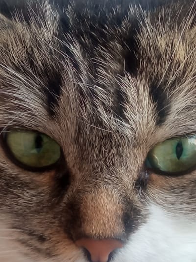 A close-up of a cat's face fills the frame. The cat has green eyes and tabby markings of brown, gray, and white fur. The cat's nose is pink. The image focuses on the eyes and nose. The location of the photo is not discernible and cannot be determined to be in the city of Западный, Russia based on the provided image.