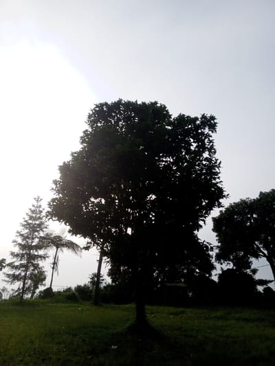 The image depicts an outdoor scene with a grassy field in the foreground. Several trees are silhouetted against a bright, overcast sky. The trees are of varying types, including what appears to be a pine tree and a palm tree among the others. In the distance, more trees and vegetation are visible, suggesting a wooded area. The image was taken in Kudawa, Sri Lanka.