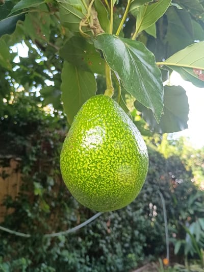 A ripe avocado, green with dark green speckles, hangs from a tree branch. The branch is thick and has many green leaves. The avocado is round and smooth, with a glossy surface. The tree is located in El Talar, Argentina, with coordinates -34.473 latitude and -58.639 longitude. The background is blurred and appears to be a dense green bush, possibly part of a garden or yard. A thin white string or wire can be seen extending across the photo, slightly out of focus, suggesting the presence of some infrastructure in the scene.