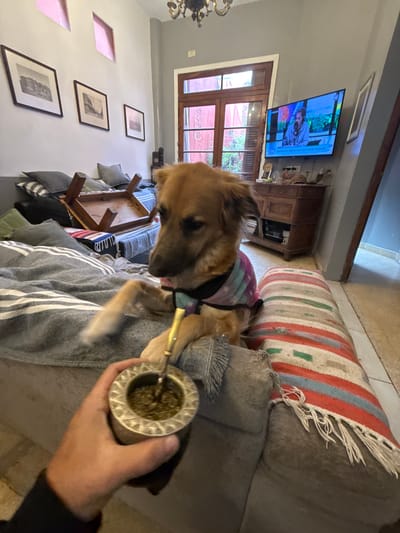 This image captures a domestic scene in Avellaneda, Argentina, featuring a dog and a person's hand holding a mate gourd.
The main subject is a medium-sized dog with light brown fur, a darker muzzle, and floppy ears. It is wearing a multi-colored (pink, purple, blue, green) patterned shirt or vest. The dog is positioned on a grey couch, with its head turned towards a human right hand. This hand is holding a traditional mate gourd, which appears metallic with an intricately embossed pattern around its rim, filled with yerba mate and a silver bombilla (straw).
The scene is an indoor living room with light grey walls. A flat-screen television is mounted on the wall in the background, displaying a video of a person speaking. Visible text on the TV screen reads "WATCHING A STREAM PLAY DAILY ON YOUTUBE". To the right of the TV, there is a dark wooden cabinet. A wooden-framed window, revealing outdoor greenery, is beneath the television.
Other objects in the room include a striped couch cushion (red, white, blue, green, beige) with tassels, and a small wooden table with striped cushions piled underneath it. On the wall to the left, three framed black-and-white pictures are hung vertically, alongside two square-shaped cutouts revealing a pink surface behind. Part of a decorative light fixture is visible in the upper left corner.
The activity taking place centers around drinking mate, a common cultural practice in Argentina. The dog appears to be observing or interacting with the person and the mate. The lighting suggests it is daytime, with natural light coming through the window, complemented by indoor illumination. The overall impression is one of a relaxed and cozy domestic setting.