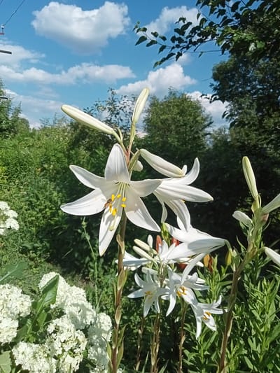 A cluster of white lilies blooms in a garden under a bright blue sky dotted with fluffy white clouds. One lily in the foreground is fully open, revealing its yellow stamens, and a small insect with black and yellow stripes is perched on one of its white petals. Other lilies, some in bud and some partially open, are visible behind it, along with a cluster of white hydrangeas in the lower left corner. The background consists of lush green foliage and trees, suggesting a sunny day in a rural or suburban outdoor setting. The lighting indicates it is daytime, likely mid-morning or afternoon, with the sun casting soft shadows. The overall mood is serene and natural. No text is visible in the image. The location context is Stavchyntsi, Ukraine.