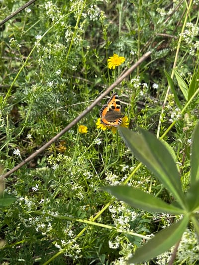 A butterfly with orange, black, and yellow wings rests on a small yellow flower in a dense field of green grass and small white flowers. A brown branch cuts diagonally across the upper portion of the image, and a large green leaf obscures the lower right corner. The image was taken in Upper Rozhdestvo, Russia.