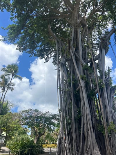 The image depicts a view looking up into a large Banyan tree, likely located in a tropical area. Aerial roots descend from the branches of the tree. Patches of blue sky with white clouds are visible in between the trees. Other smaller trees can be seen below the Banyan tree. Given the information provided, this is the city of Sainte-Anne, France.