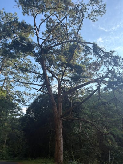 This image captures a view of a large pine tree with its branches spread out against a backdrop of a clear blue sky with scattered white clouds. The trunk of the pine tree is thick and rough, displaying a textured bark. Its branches are numerous and intricate, some extending upwards towards the sky and others drooping downwards. The foliage of the pine tree is dense with needles, creating a lush green canopy. In the background, there is a dense forest of evergreen trees, suggesting a natural or mountainous landscape. The lighting suggests it is daytime, with sunlight illuminating the scene. The lower part of the image shows a glimpse of a road or path, possibly indicating a location accessible by vehicle.

This scene is likely situated in the natural landscapes surrounding Lang Biang Mountain in Da Lat, Vietnam, a region renowned for its pine forests and mountainous terrain. The environment appears serene and untouched, typical of the higher altitudes and cooler climate of Da Lat, often referred to as the "City of Eternal Spring." The presence of pine trees is a characteristic feature of the Da Lat highlands, and the clear sky indicates favorable weather conditions for exploring these natural areas.