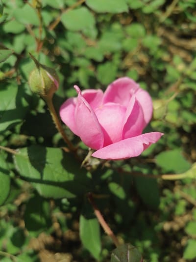 A single pink rose is in full bloom, its petals unfurling gently. To the left of the rose, a green rosebud is tightly closed, with a hint of pink peeking through its sepals. Both the rose and the bud are surrounded by lush green foliage, casting soft shadows on the ground below. The scene is dappled with sunlight, creating a sense of natural beauty and tranquility. The image was taken in Lobkovo, Russia, a location known for its serene natural landscapes.
