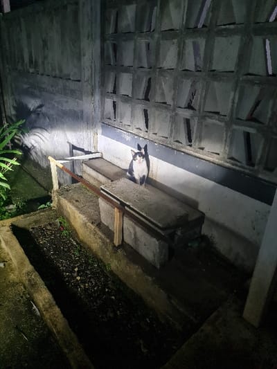 An overhead shot shows a gray and white cat resting on a concrete ledge alongside a building with a patterned concrete facade. The surrounding environment is dim, suggesting it's nighttime. Below the ledge is a shallow trench filled with dark soil and sparse greenery. A wooden plank is positioned to support the ledge. The overall composition is slightly angled, offering a unique perspective of the cat's resting place.