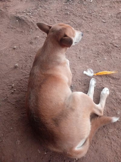 A light brown dog is lying on the ground in Kakuri Gwari, Nigeria. The ground is covered in reddish-brown dirt with scattered small stones. The dog is facing away from the camera, with its head turned to the right. Its ears are pointed upwards, and its tail is tucked slightly to the side. Near the dog's hind legs, there is a crumpled piece of clear plastic and a thin, orange, string-like object. The lighting suggests it is daytime.